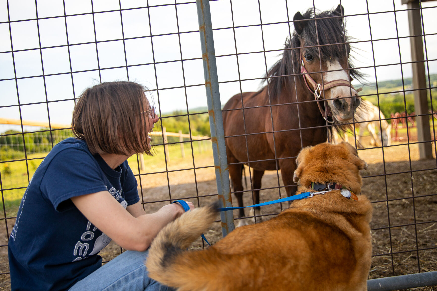 A haven at Hyder Rock Lewis County farm gives new life to horses, other unhomed animals